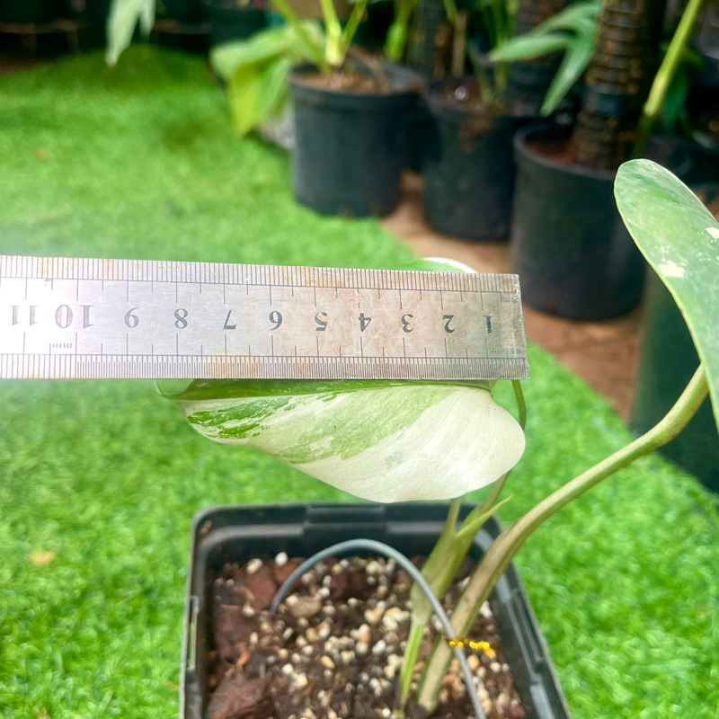 Cây trầu bà quái vật Monstera Borsigiana Albo Variegated