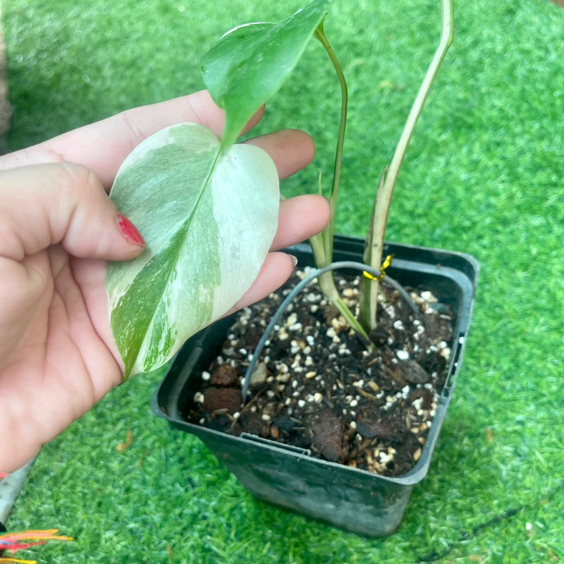 Cây trầu bà quái vật Monstera Borsigiana Albo Variegated