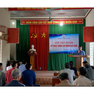 Cây Giống Măng Lục Trúc