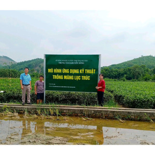 Cây Giống Măng Lục Trúc