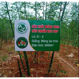 Cây Giống Măng Lục Trúc