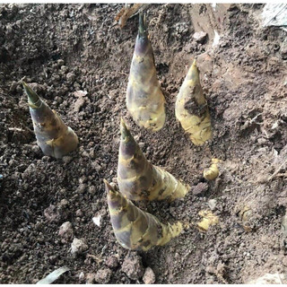 Cây Giống Măng Lục Trúc