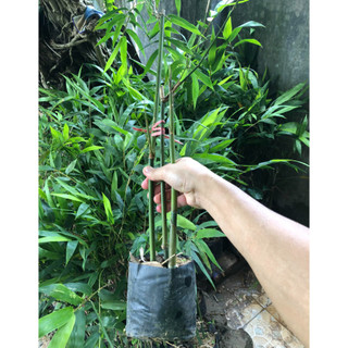 Cây Giống Măng Lục Trúc