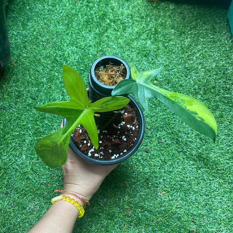 Trầu bà cánh én var