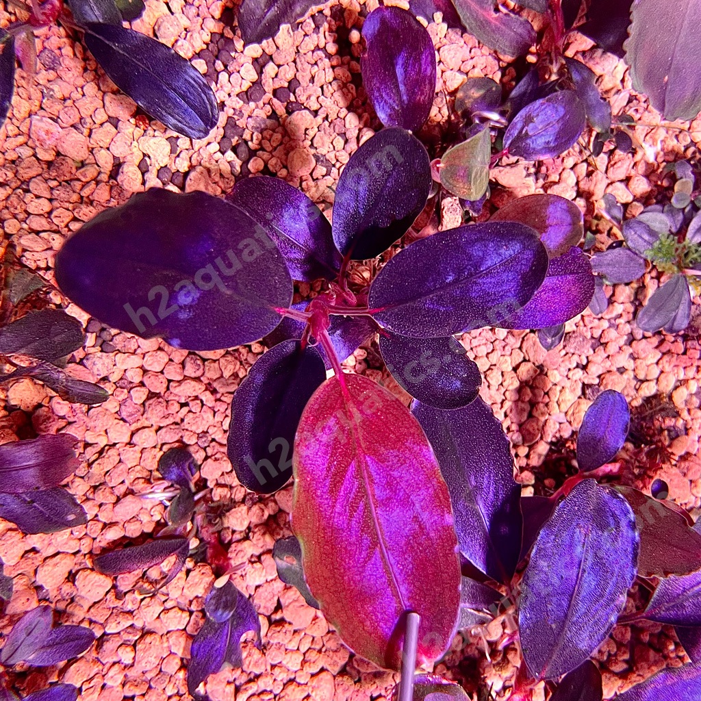 Phân nước Vi Lượng H2Aquatics Micro Minerals - Phân nước thủy sinh