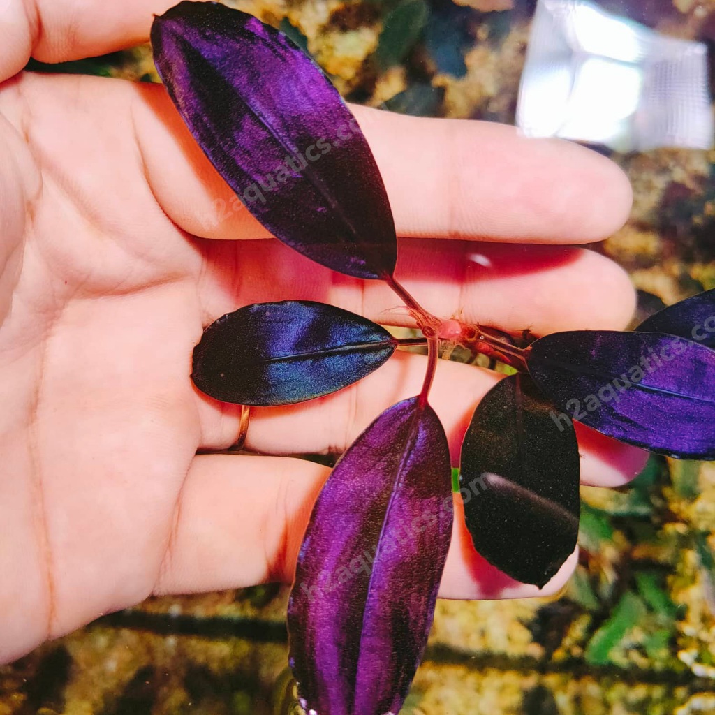Phân nước Vi Lượng H2Aquatics Micro Minerals - Phân nước thủy sinh