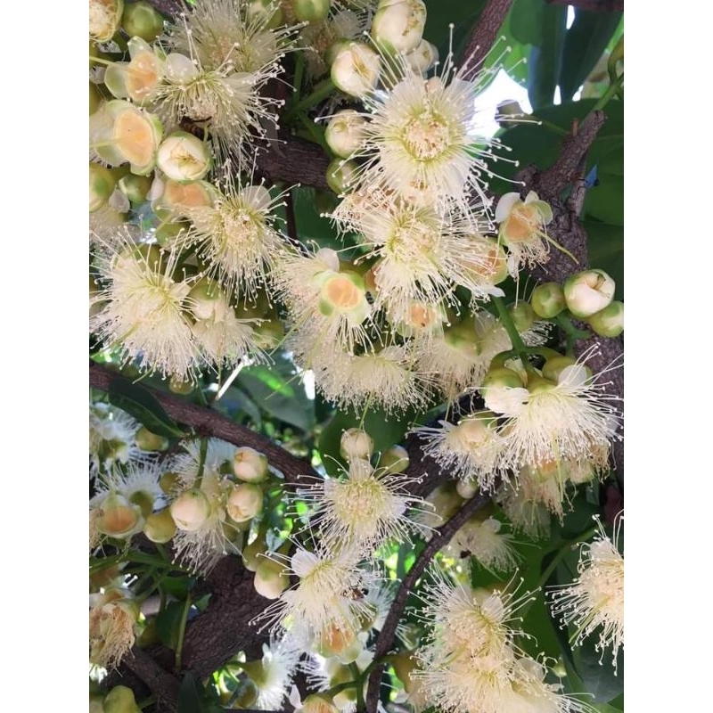 Cây Mận Hồng Đào Huyết xưa