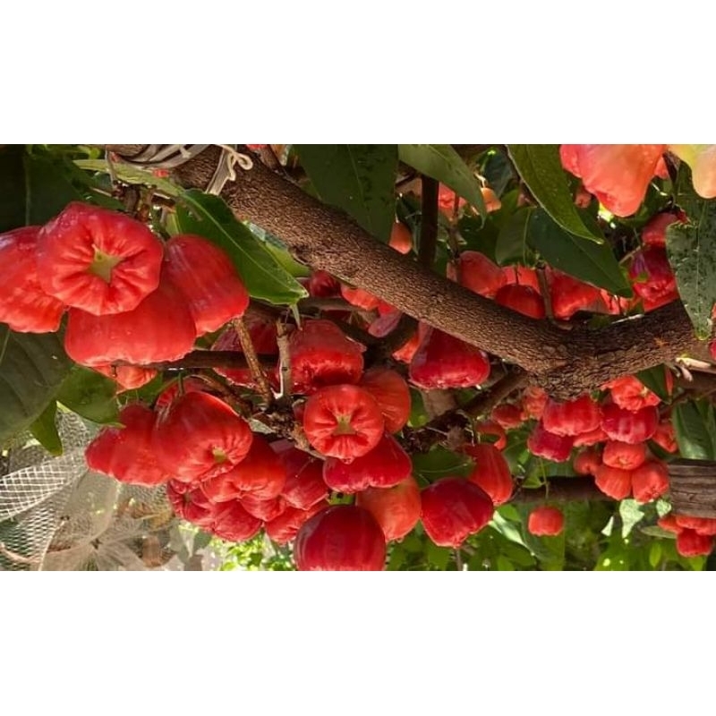 Cây Mận Hồng Đào Huyết xưa