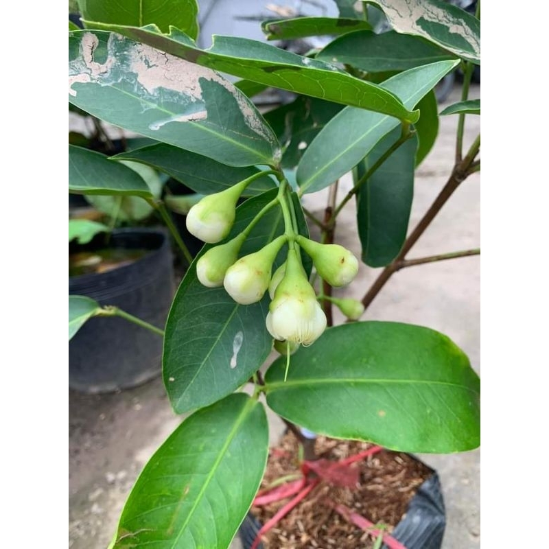 Cây Mận Hồng Đào Huyết xưa