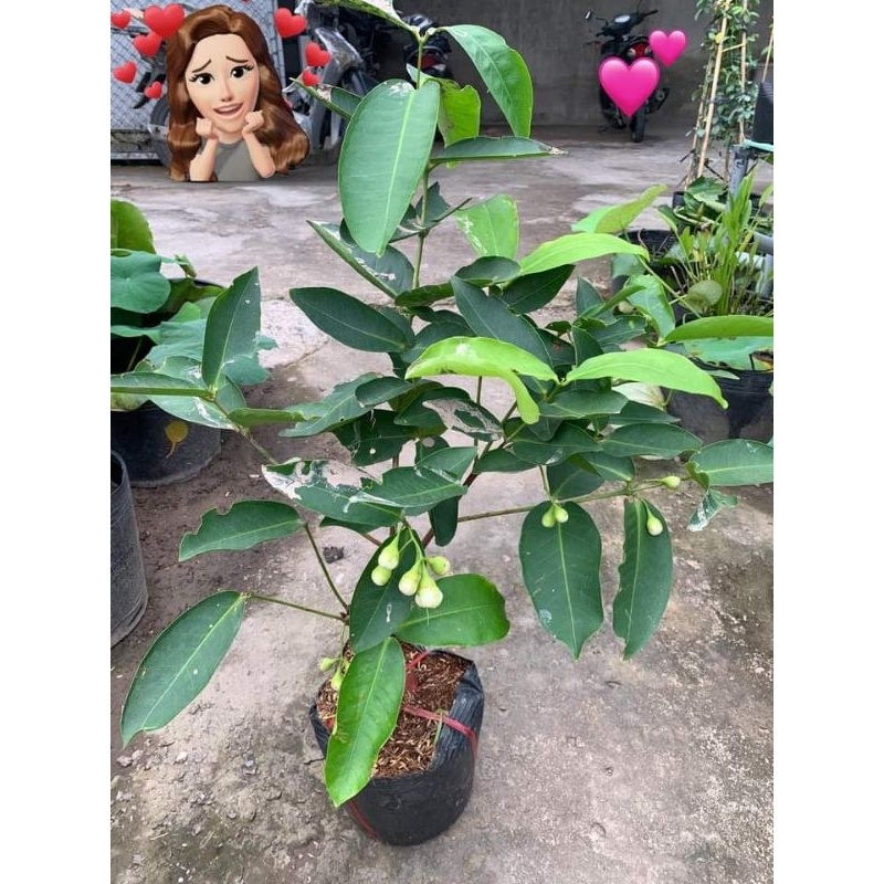 Cây Mận Hồng Đào Huyết xưa