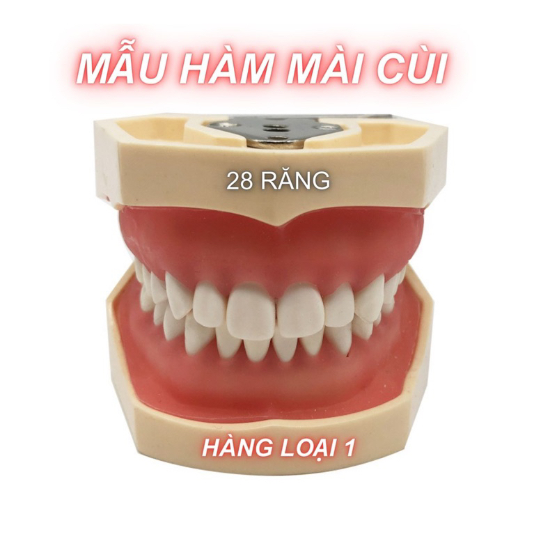 Mẫu Hàm 28-32 răng | Hàm thực hành nha khoa