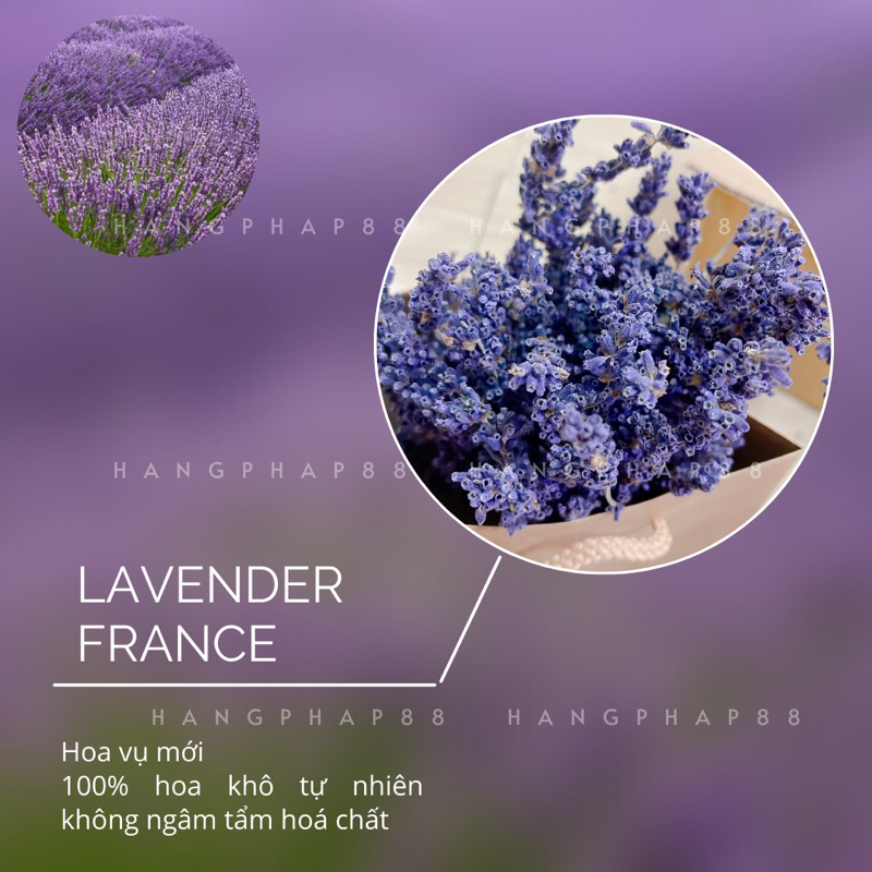 Hoa Lavender _ Oải hương Pháp