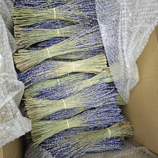 Hoa Lavender _ Oải hương Pháp