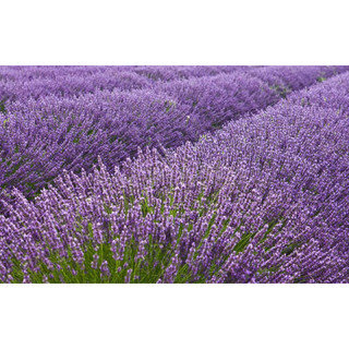 Hoa Lavender _ Oải hương Pháp