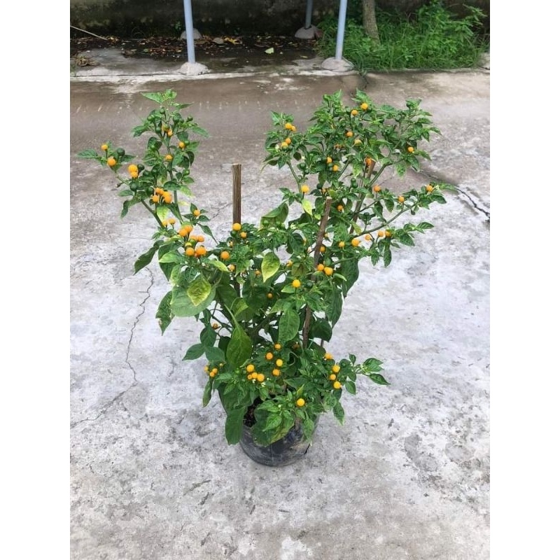 Cây 🌲 Ớt Ruby cay nhất thế giới
