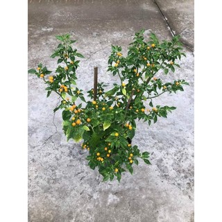 Cây 🌲 Ớt Ruby cay nhất thế giới