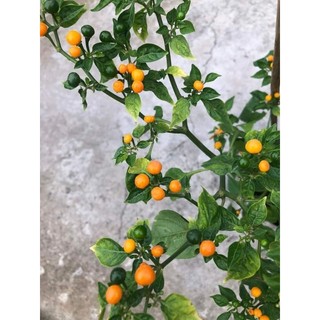 Cây 🌲 Ớt Ruby cay nhất thế giới