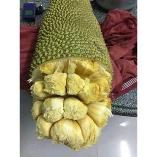 Cây 🌲 Mít Tố Nữ vị Sầu Riêng