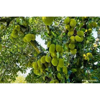 Cây 🌲 Mít Tố Nữ vị Sầu Riêng