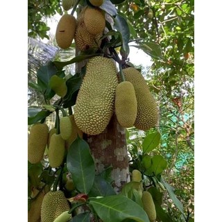 Cây 🌲 Mít Tố Nữ vị Sầu Riêng