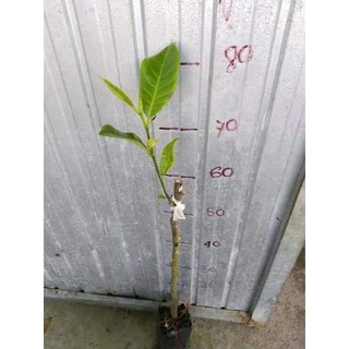 Cây 🌲 Mít Tố Nữ vị Sầu Riêng