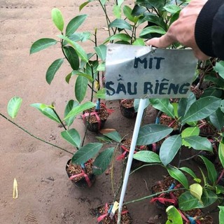 Cây 🌲 Mít Tố Nữ vị Sầu Riêng