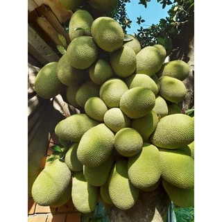 Cây 🌲 Mít Tố Nữ vị Sầu Riêng