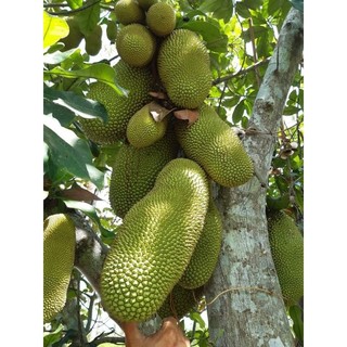 Cây 🌲 Mít Tố Nữ vị Sầu Riêng
