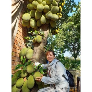 Cây 🌲 Mít Tố Nữ vị Sầu Riêng