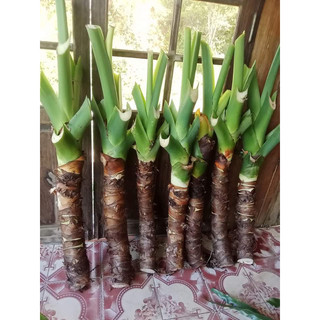 Cây ráy rừng trồng làm cảnh decor trang trí.
