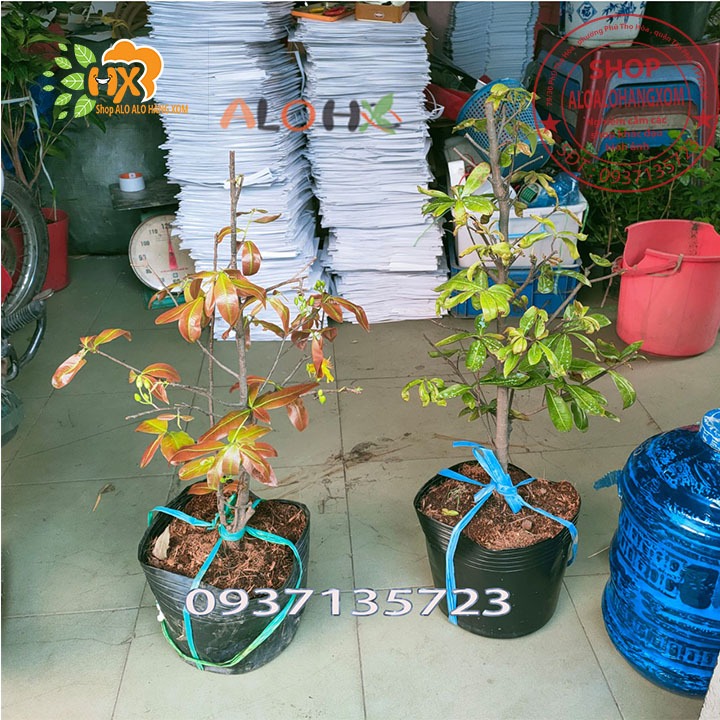 cây mai vàng ( mai giảo )