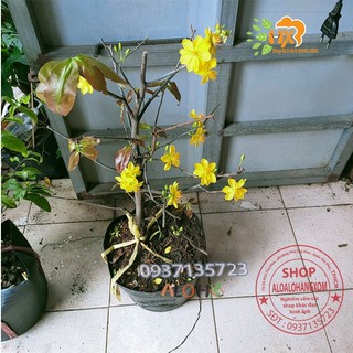 cây mai vàng ( mai giảo )