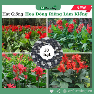 Hạt giống cây dòng riềng đỏ làm kiểng - gói 50 hạt - az farming