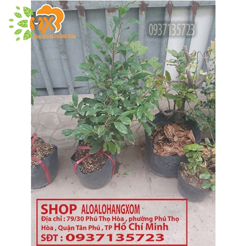 cây mai vàng từ (6-12 cánh ) -mai giảo
