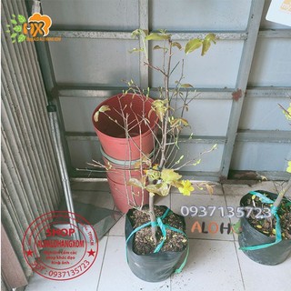 cây mai vàng từ (6-12 cánh ) -mai giảo