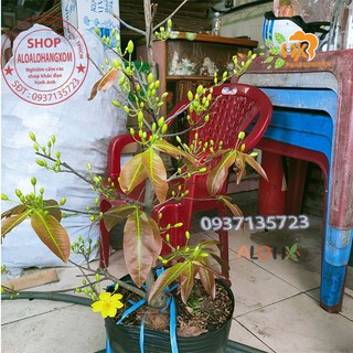 cây mai vàng từ (6-12 cánh ) -mai giảo
