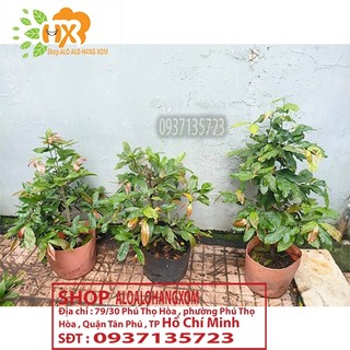 cây mai vàng từ (6-12 cánh ) -mai giảo