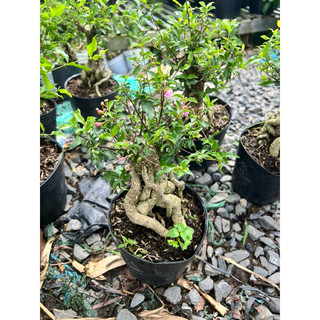Cây hồng ngọc mai size mini