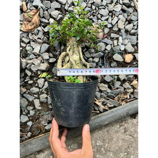 Cây hồng ngọc mai size mini