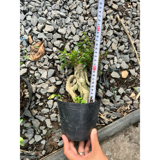 Cây hồng ngọc mai size mini