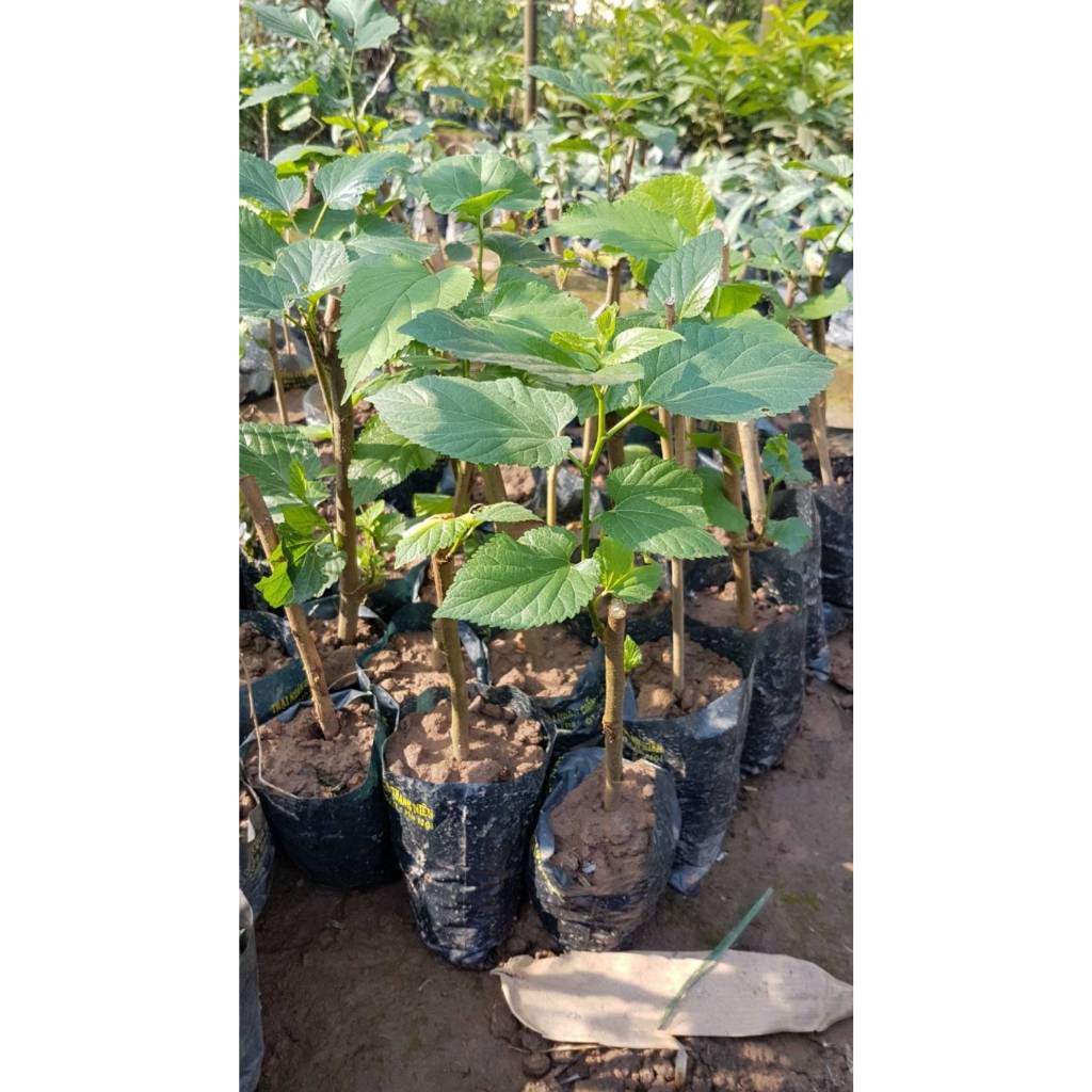 Bầu cây giống cây dâu tây hana nhật siêu ngọt, siêu chịu nhiệt, siêu quả