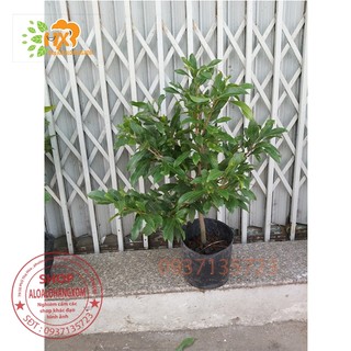 cây mai vàng từ (6-12 cánh ) -mai giảo
