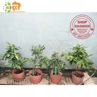 cây mai vàng từ (6-12 cánh ) -mai giảo