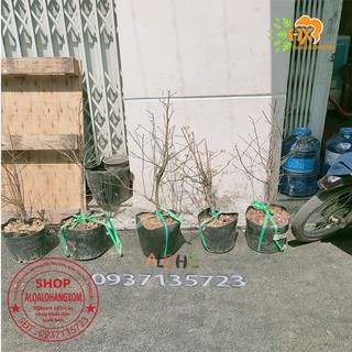 cây mai vàng từ (6-12 cánh ) -mai giảo