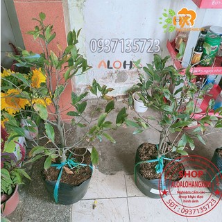 cây mai vàng từ (6-12 cánh ) -mai giảo