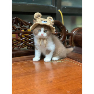 Mũ len handmade gấu cho chó mèo thú cưng