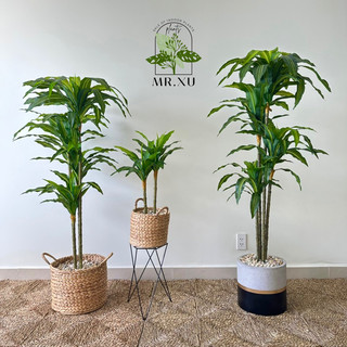 Phát tài - thiết mộc lan giả, , lõi thép nhập khẩu cao cấp