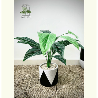 Set cây giả - monstera môn, trầu bà , đuôi công, ngân hậu -