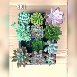 Combo 11 sen đá bầu như hình cây 6cm