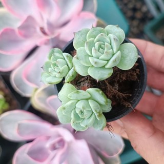 Sale++ sen đá hoa hồng xanh kép thụ mini chậu 5cm.